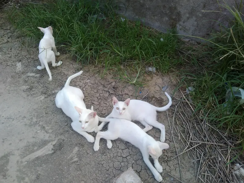 3 kitten 1 mother cat for sale — photo 5