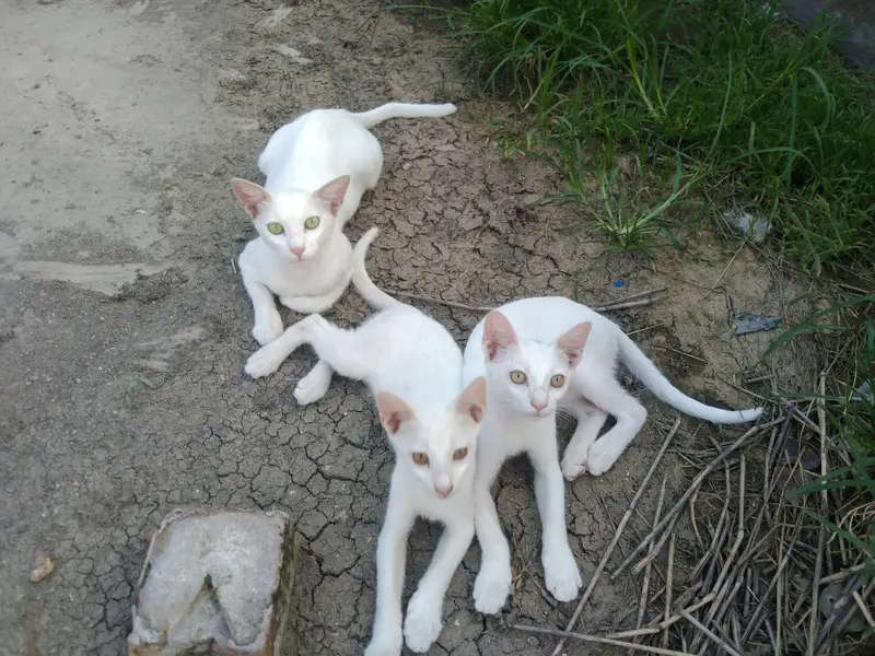 3 kitten 1 mother cat for sale — photo 6