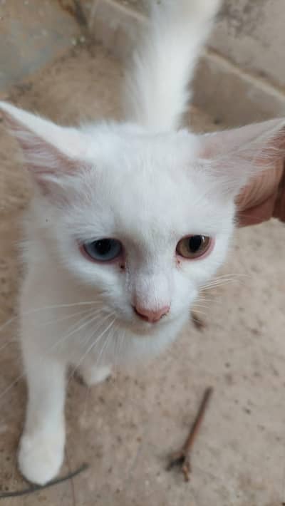 perican cat
