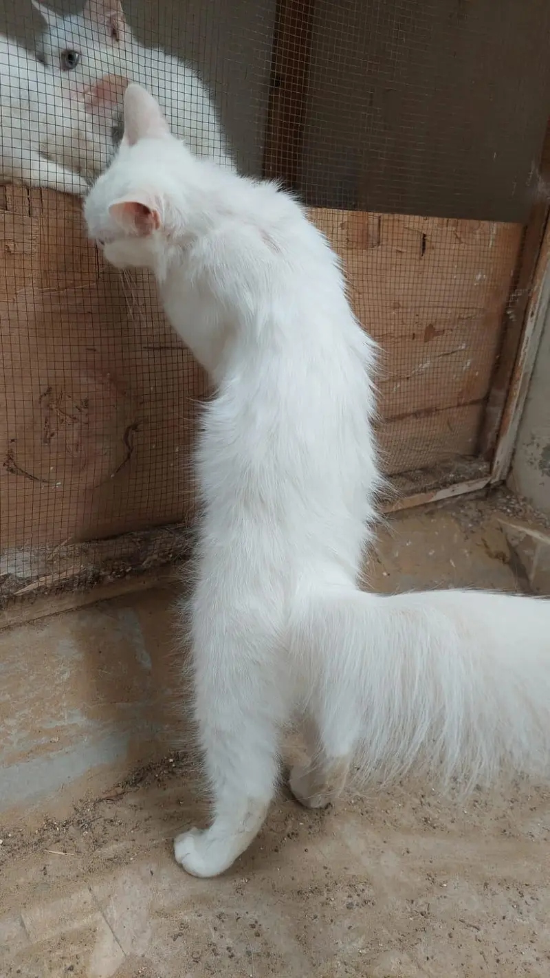 perican cat — photo 2