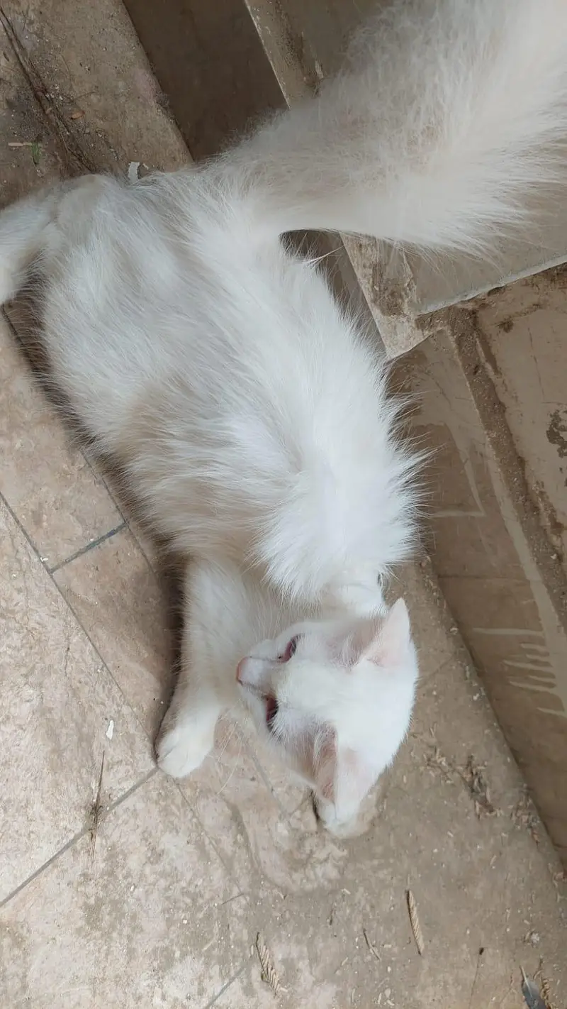 perican cat — photo 3