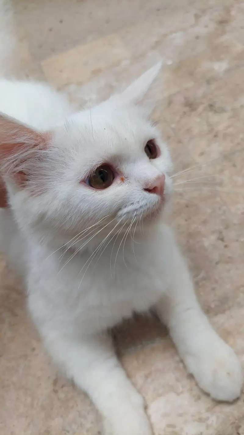 perican cat — photo 4