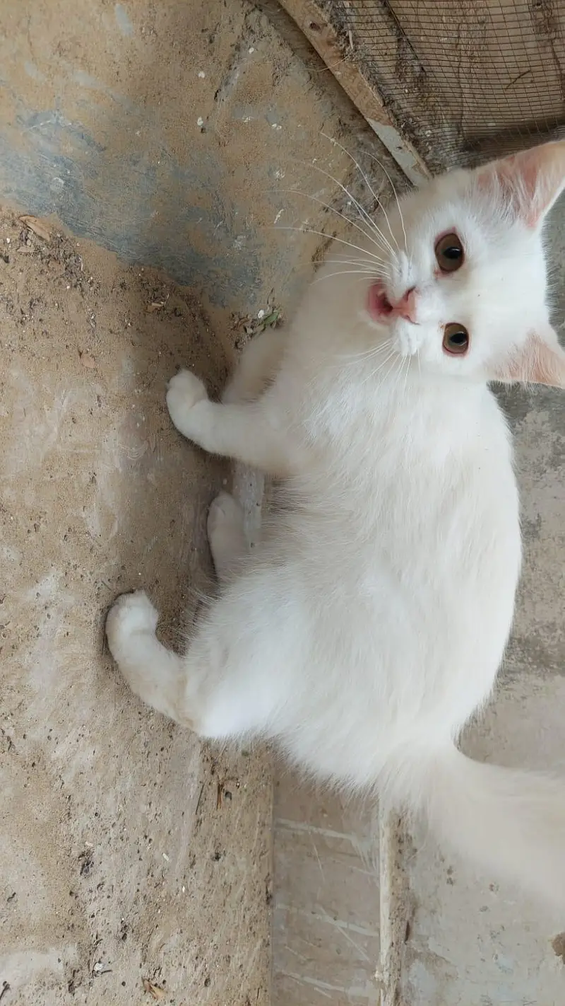 perican cat — photo 5