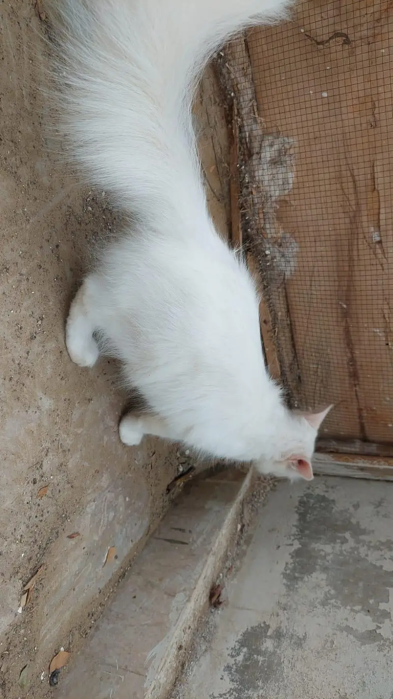 perican cat — photo 7