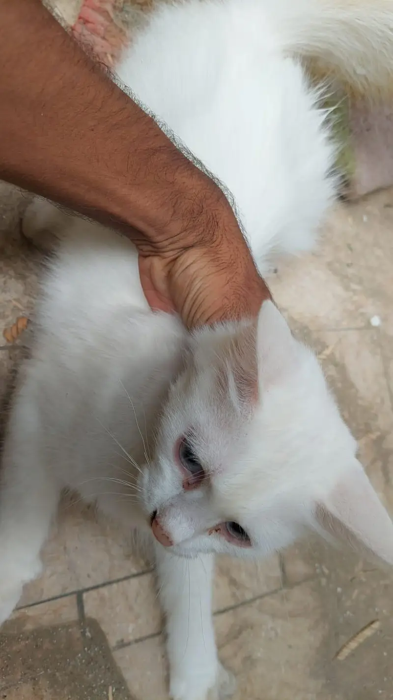 perican cat — photo 8