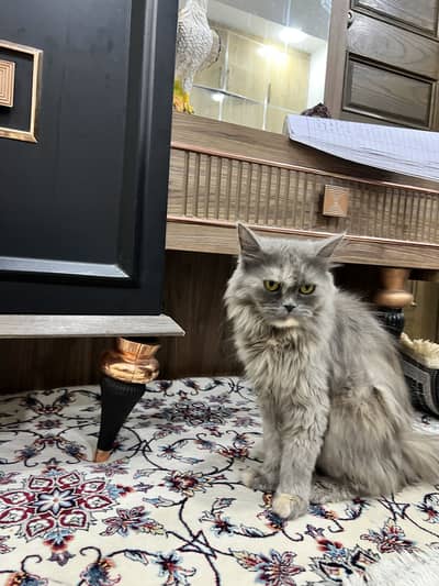 Premium Smoke Brown Grey Persian Cat | Long Hair | Flat Face | Healthy