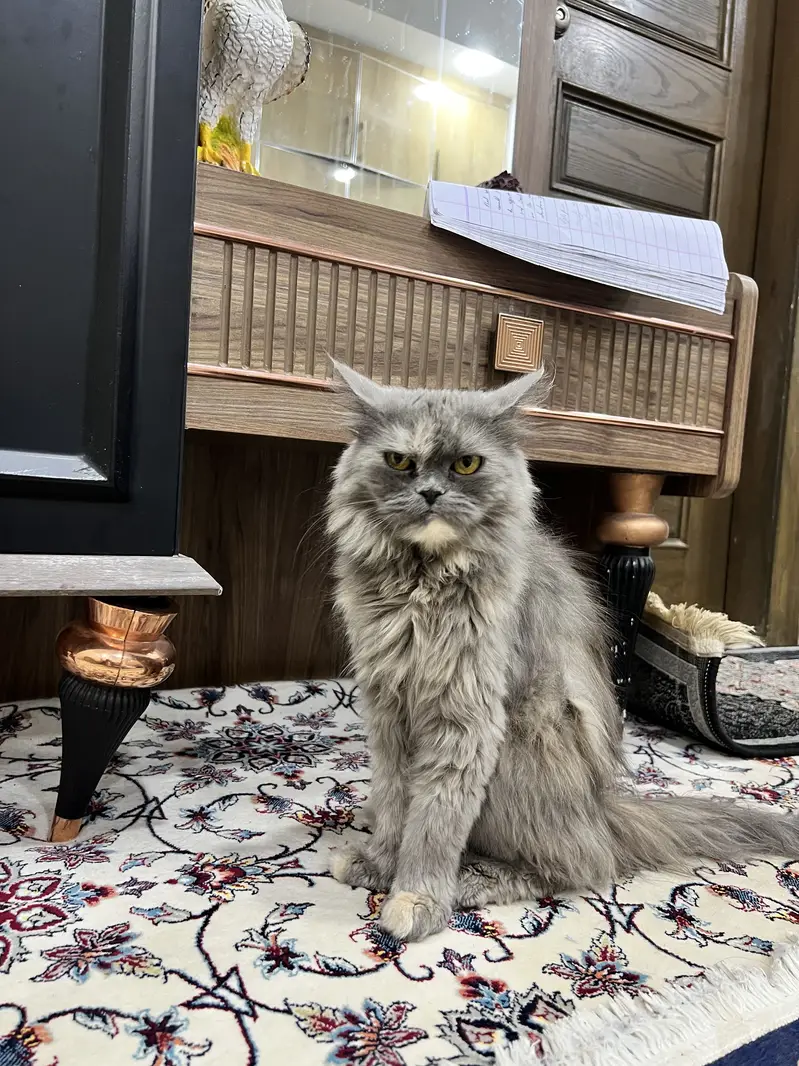 Premium Smoke Brown Grey Persian Cat | Long Hair | Flat Face | Healthy — photo 2