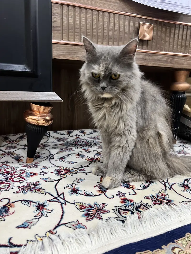 Premium Smoke Brown Grey Persian Cat | Long Hair | Flat Face | Healthy — photo 3