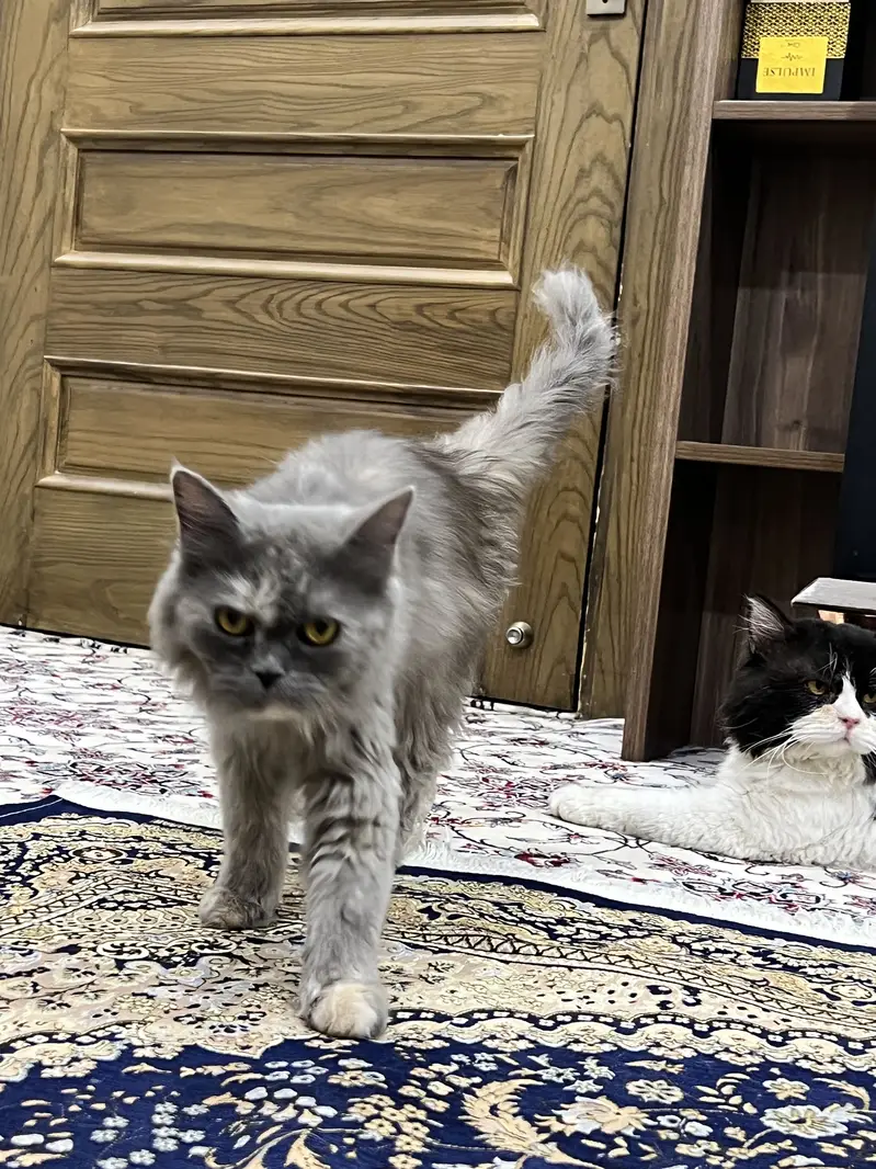 Premium Smoke Brown Grey Persian Cat | Long Hair | Flat Face | Healthy — photo 4