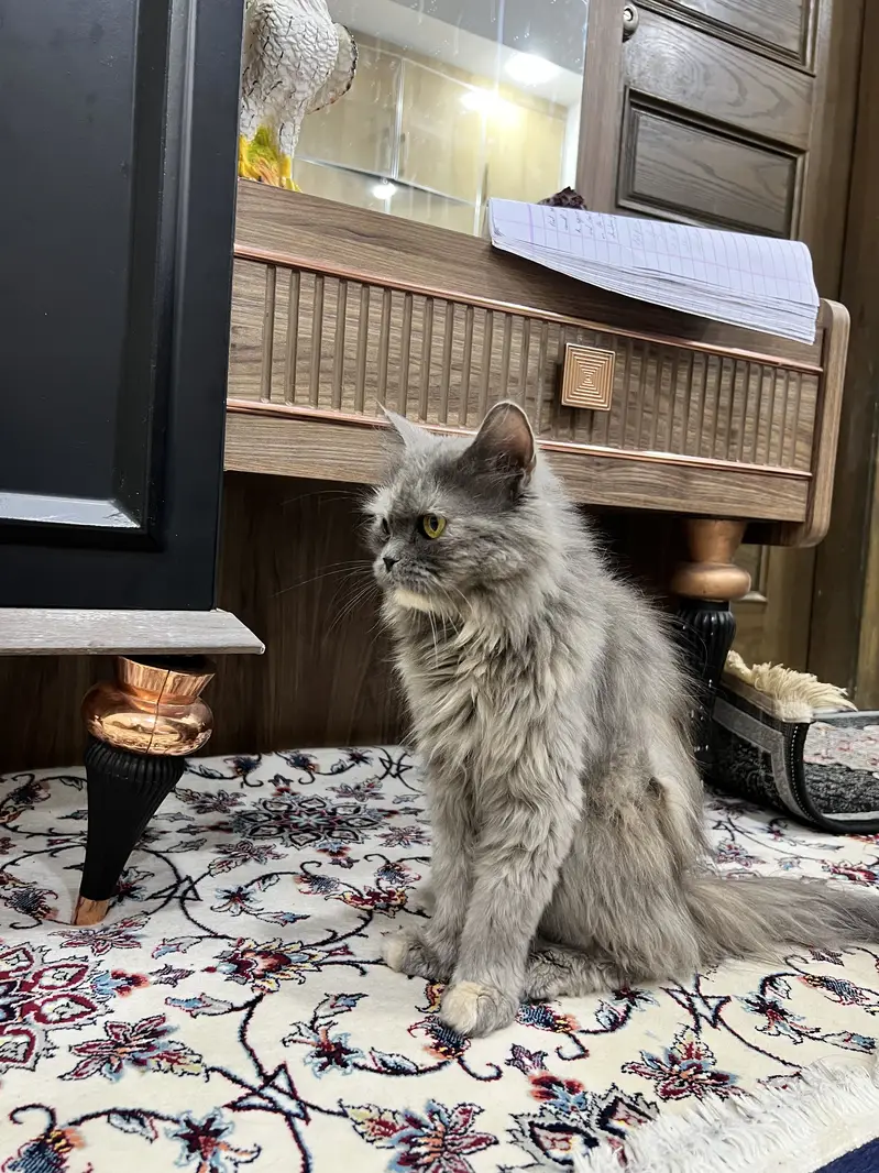 Premium Smoke Brown Grey Persian Cat | Long Hair | Flat Face | Healthy — photo 5