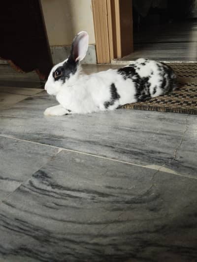 female rabbits