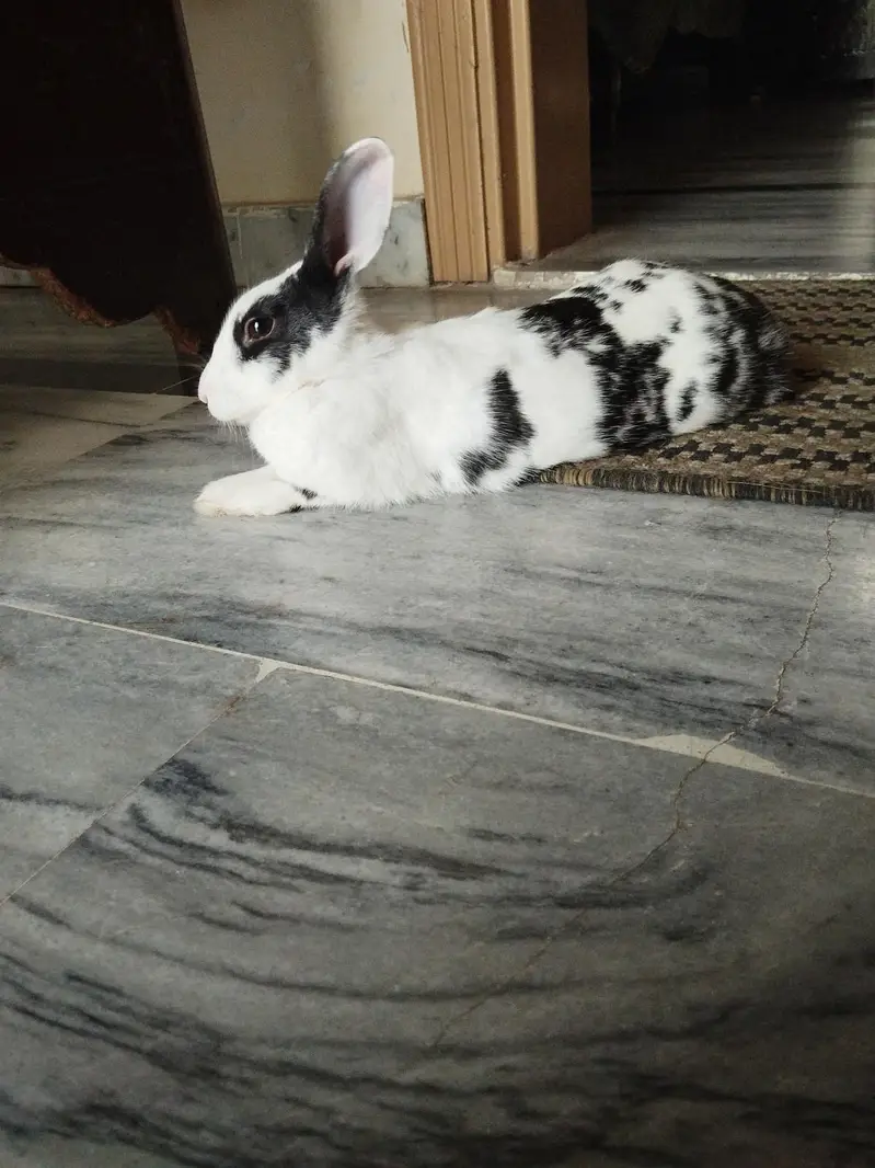 female rabbits