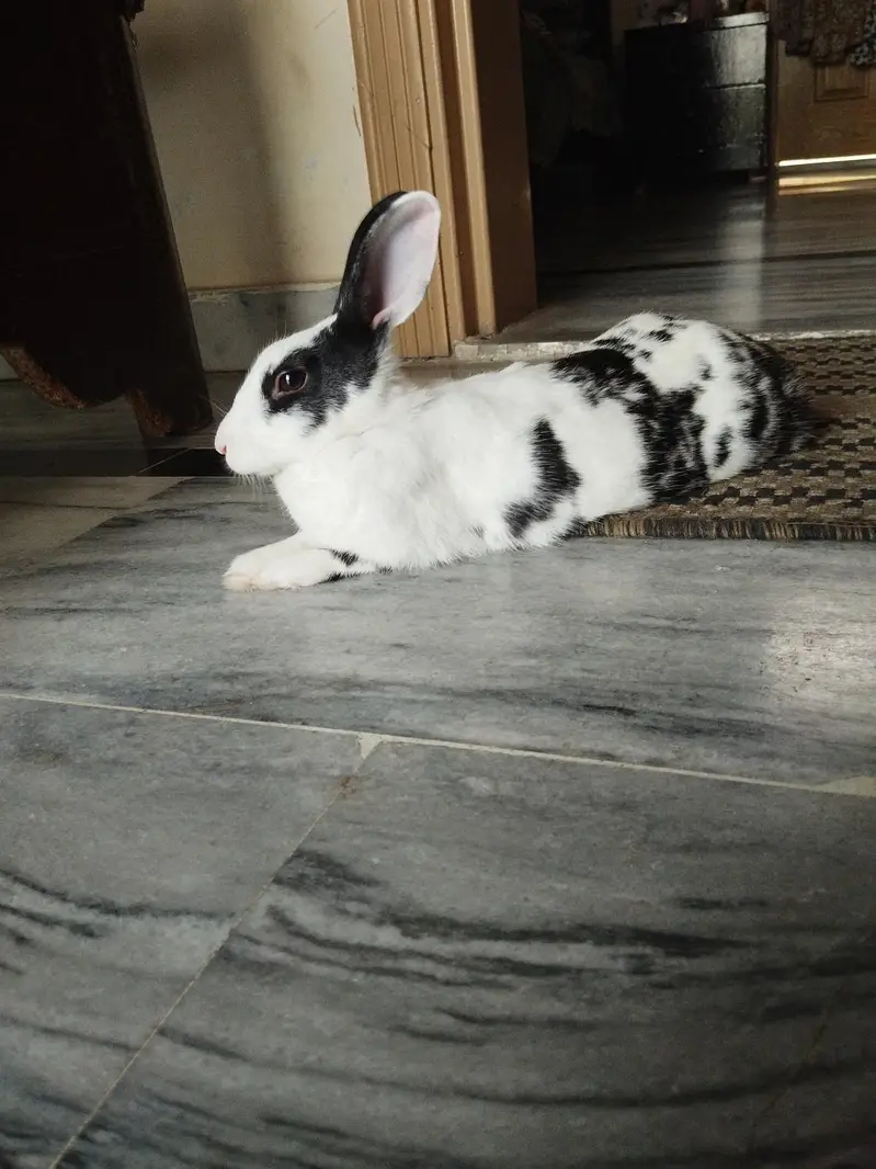 female rabbits — photo 2