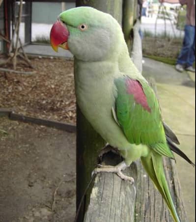ALEXENDER PARROT FOR SALE
