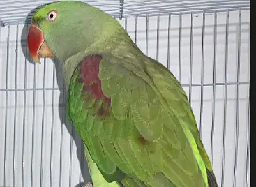 ALEXENDER PARROT FOR SALE — photo 2