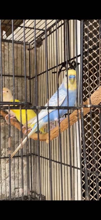 Iam sle rinbow budgies male