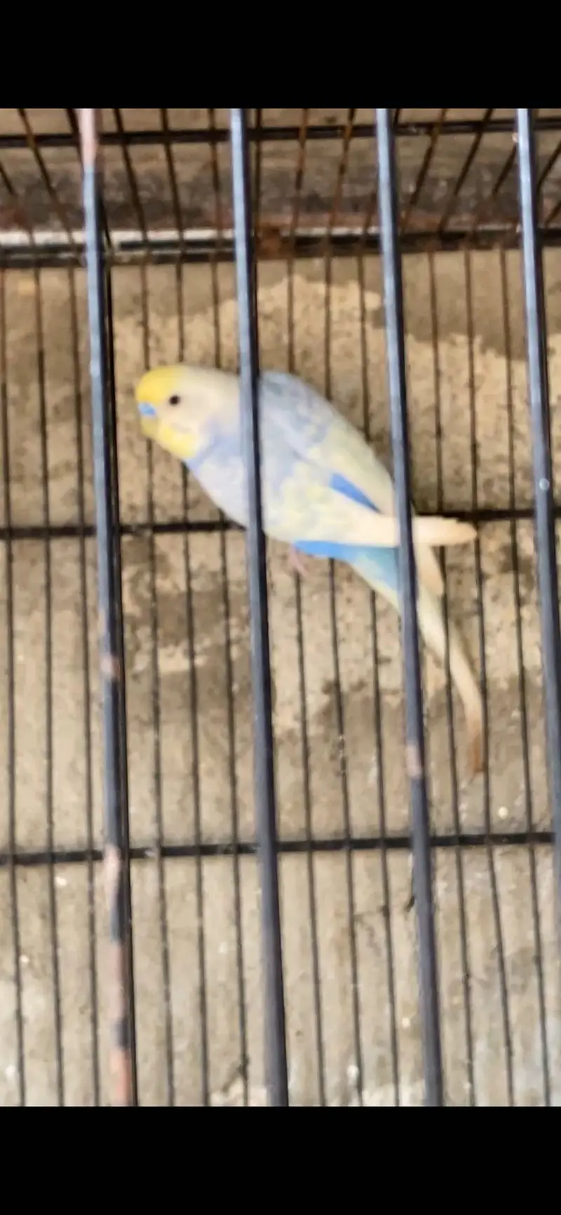 Iam sle rinbow budgies male — photo 2