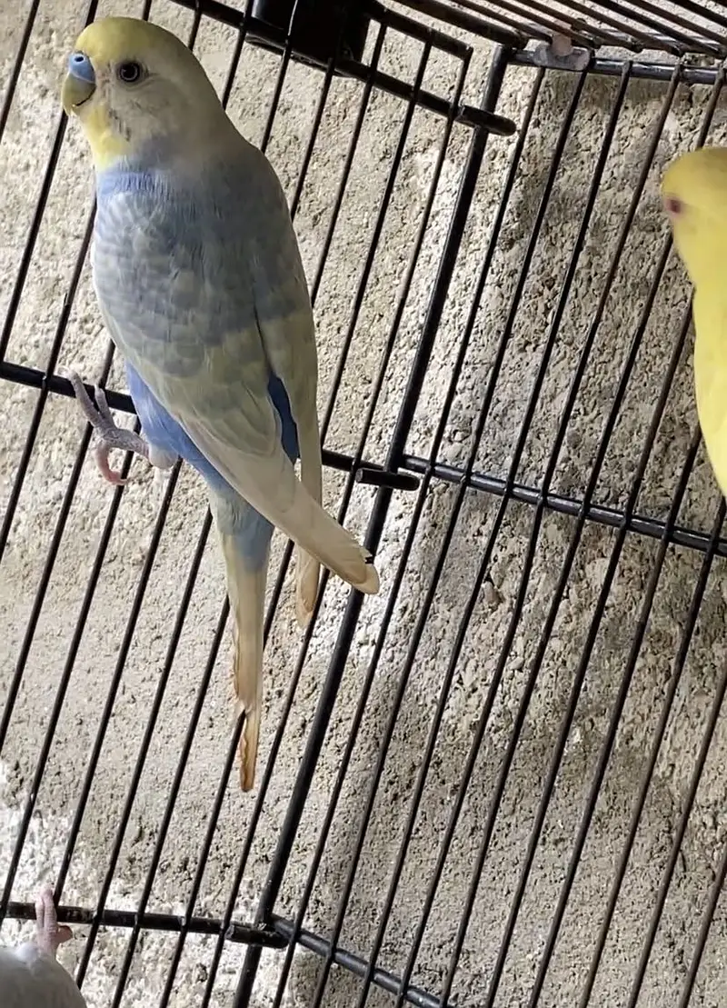 Iam sle rinbow budgies male — photo 3