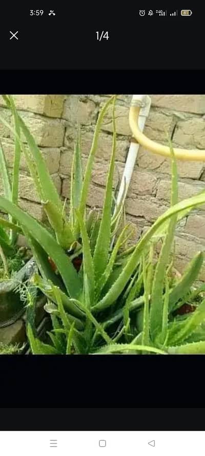 heavy alovera juicy Plants available in bulk Quantity