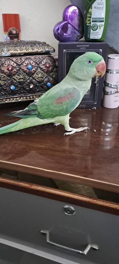raw male parrot tame