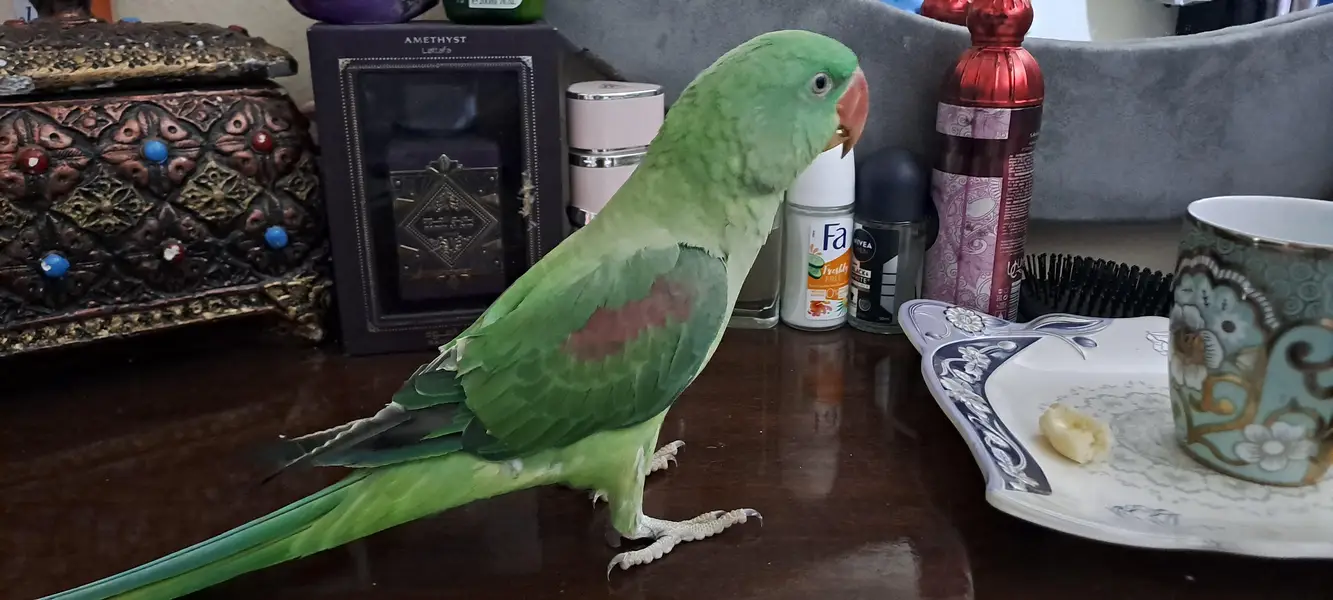 raw male parrot tame — photo 2