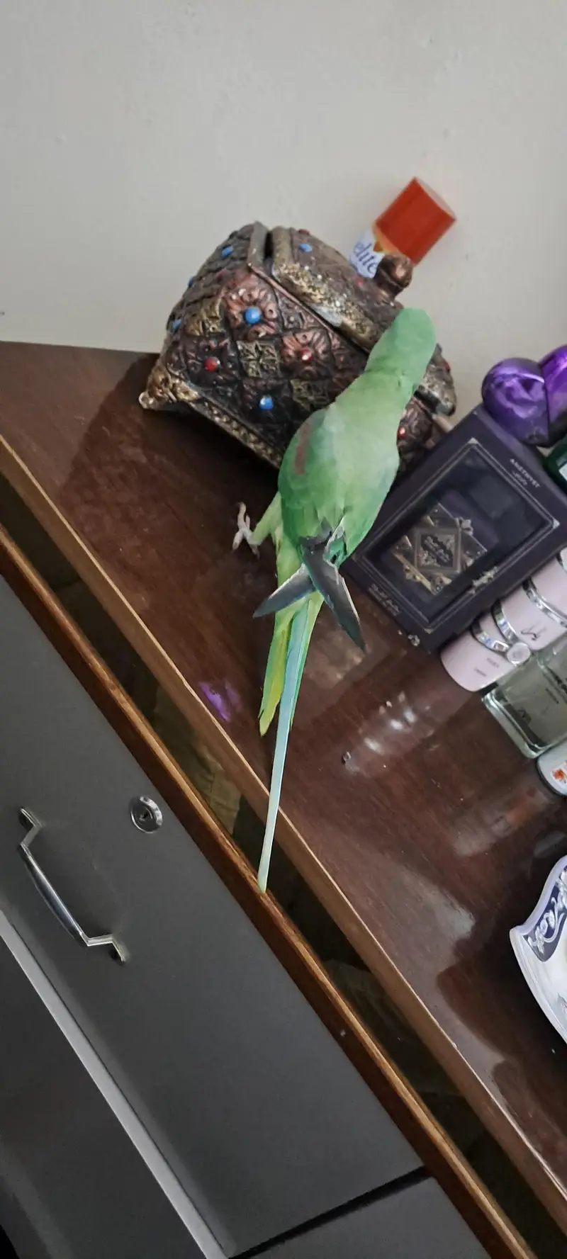 raw male parrot tame — photo 3