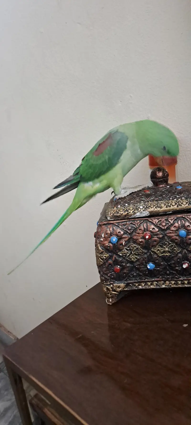 raw male parrot tame — photo 4