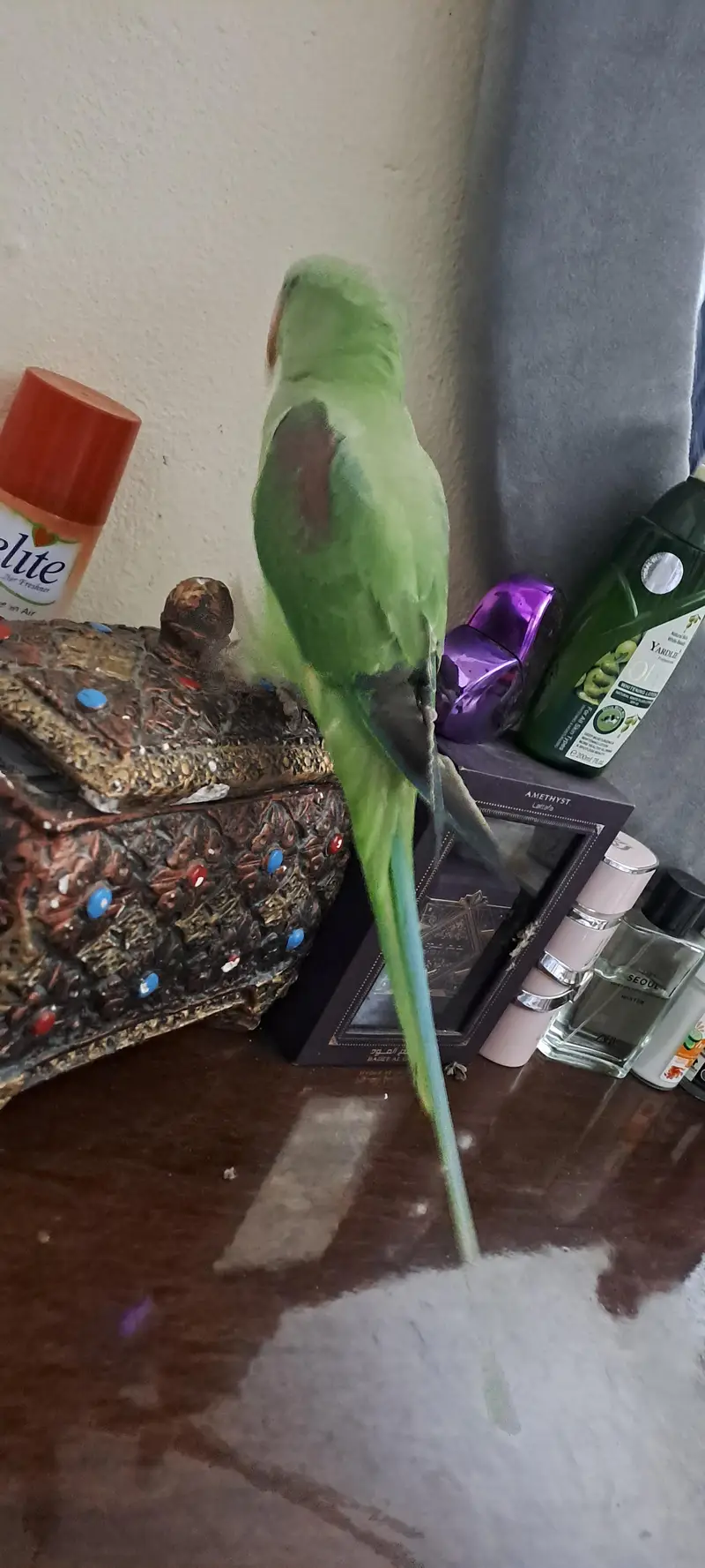 raw male parrot tame — photo 5