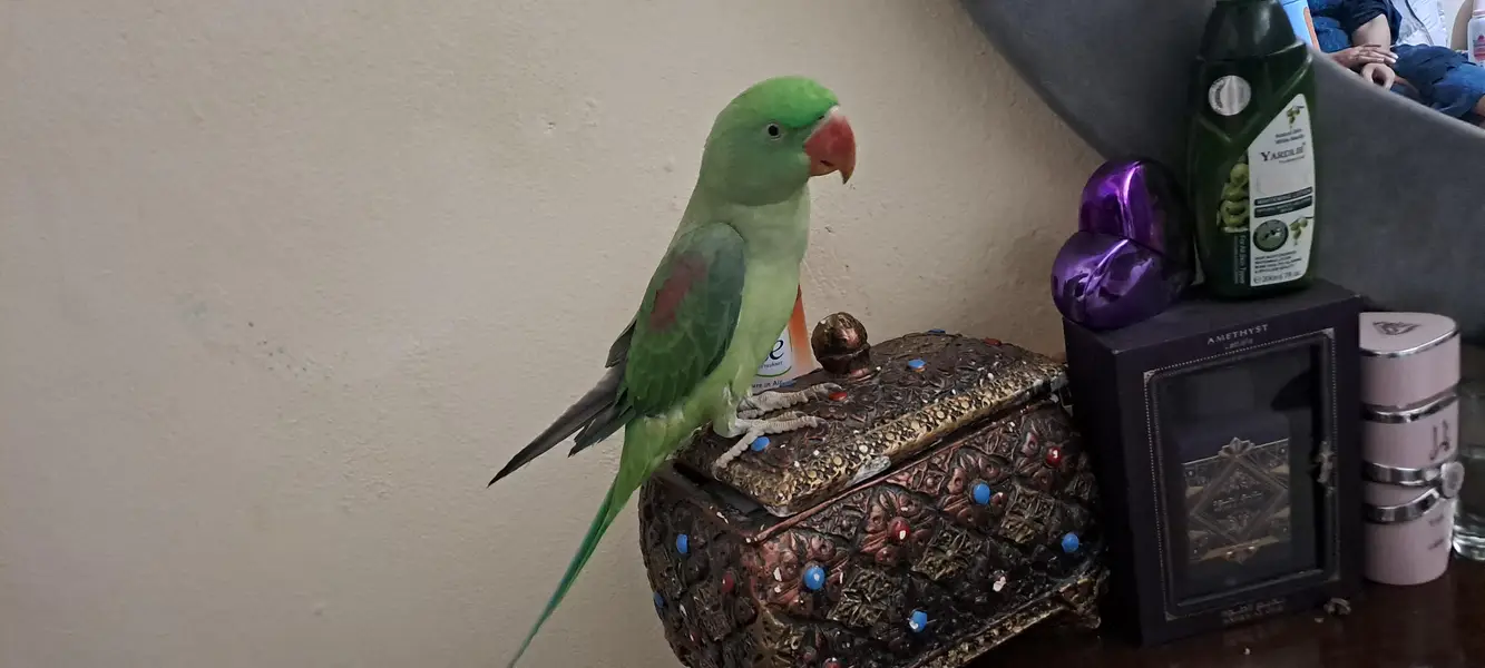 raw male parrot tame — photo 6