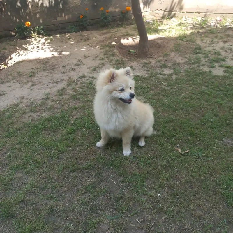 Pomeranian (German Spitz) — photo 6