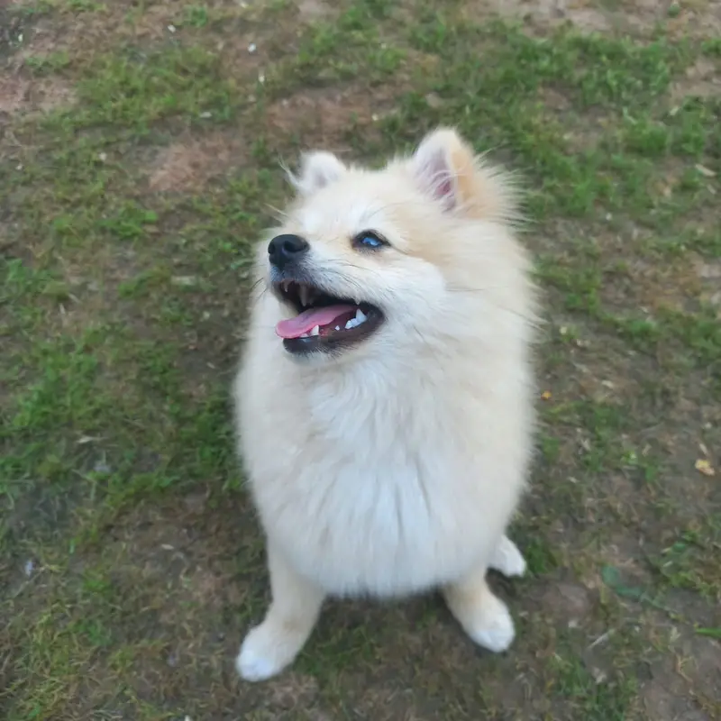 Pomeranian (German Spitz) — photo 7