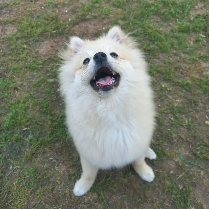Pomeranian (German Spitz) — photo 8