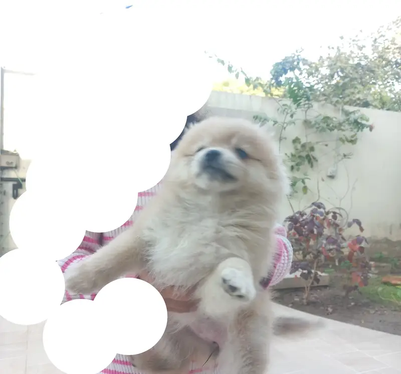Pomeranian (German Spitz) — photo 11