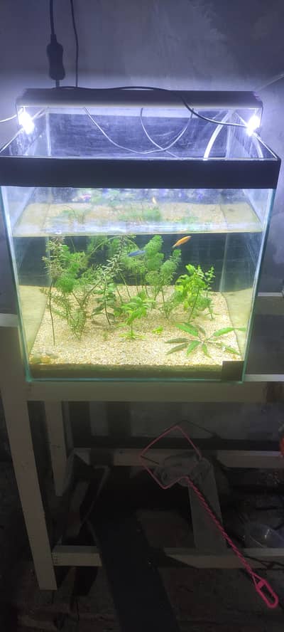 aquarium for sale