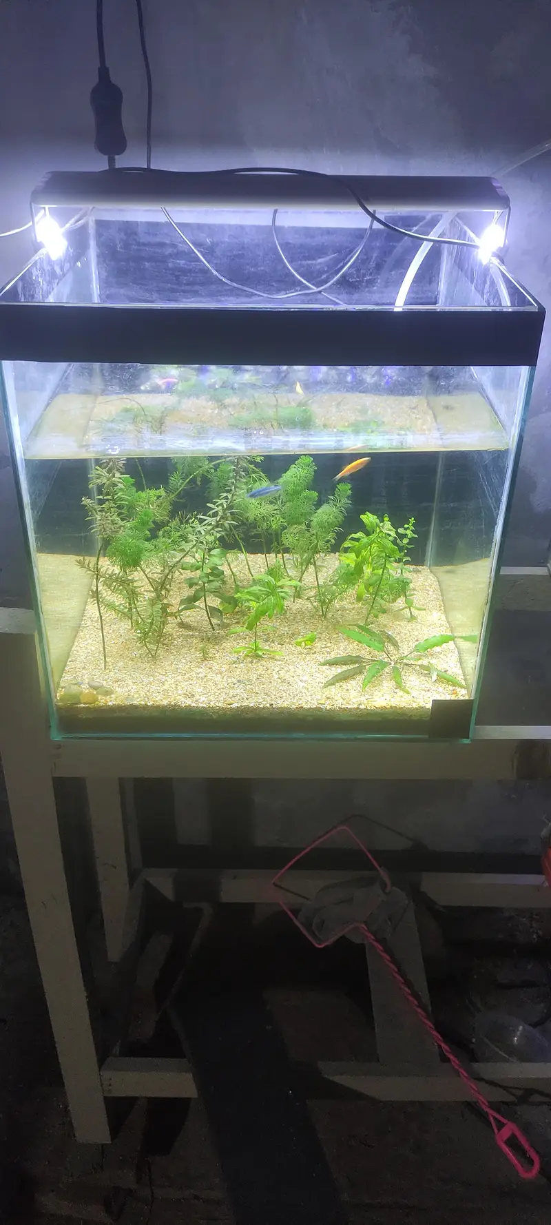 aquarium for sale