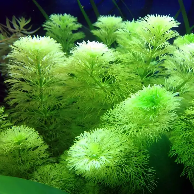aquarium for sale — photo 2