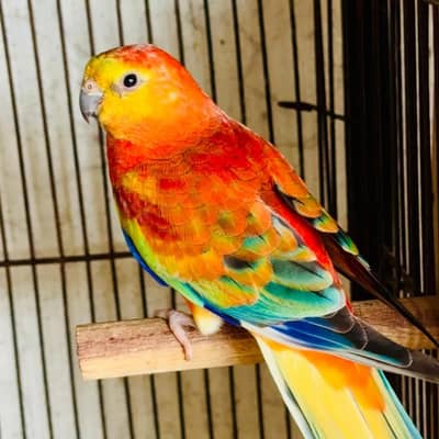 Red Orange Rump Male
