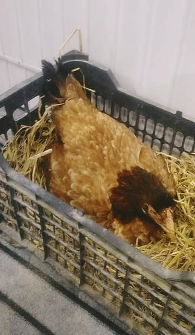 kurak hen for sale kurak female kurak madi