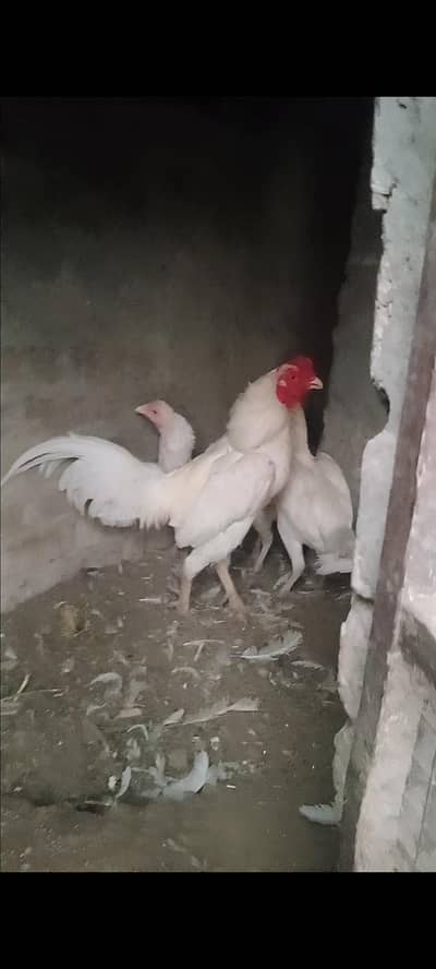 Aseel Birds