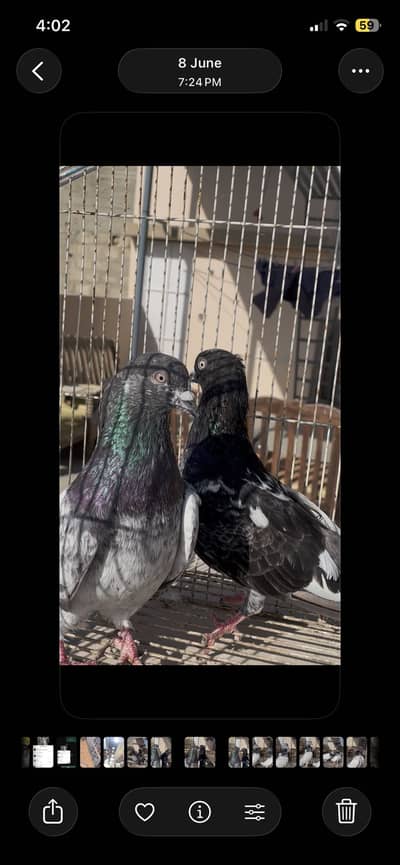 Piegon
