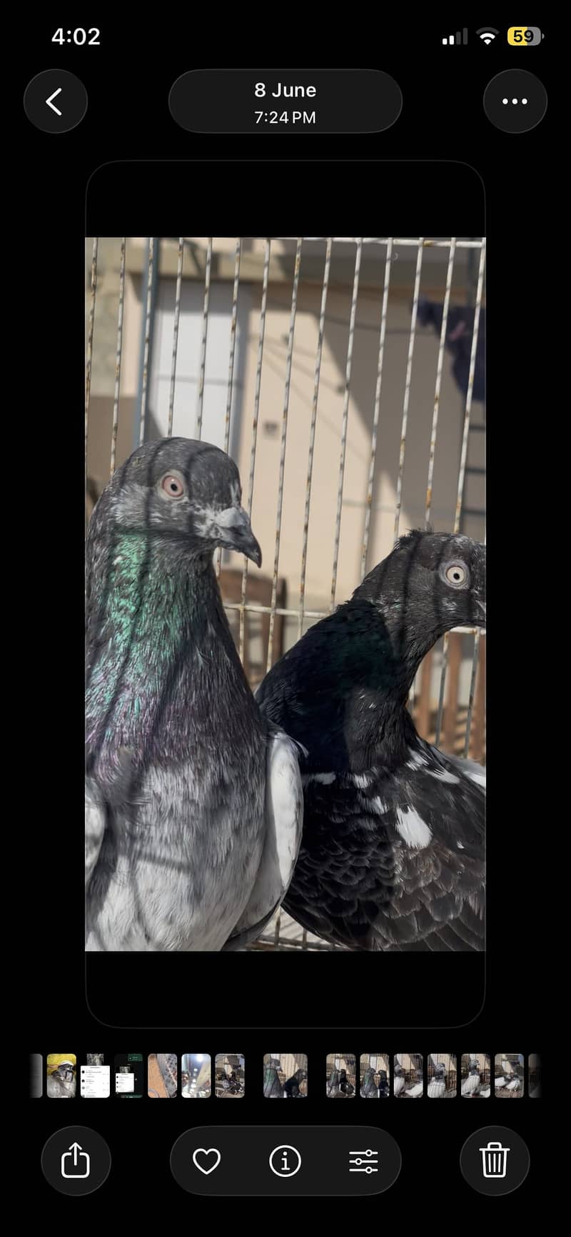 Piegon 1