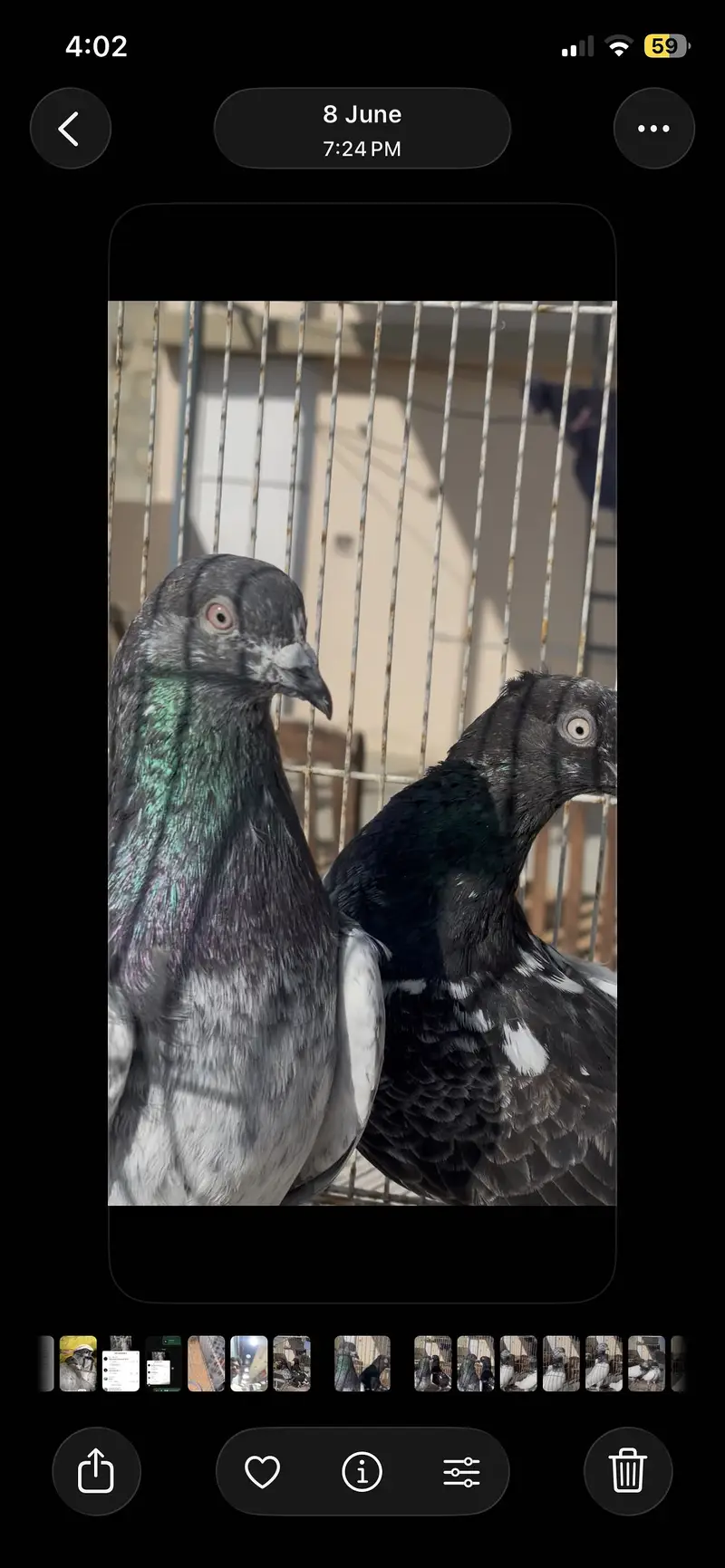 Piegon — photo 2