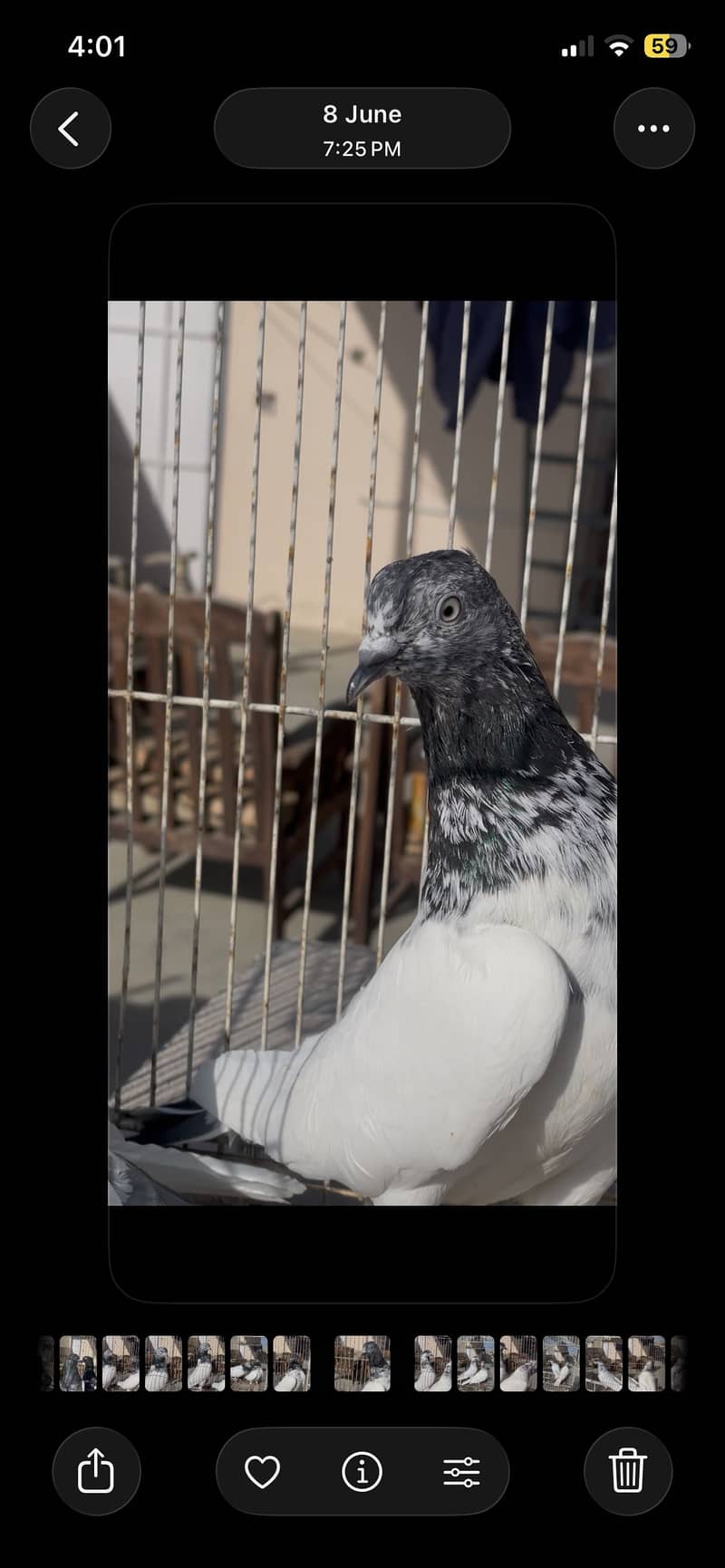 Piegon 2