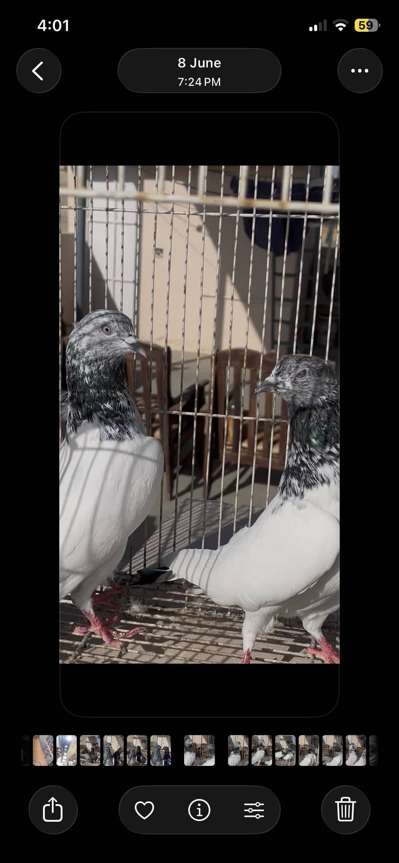 Piegon 3