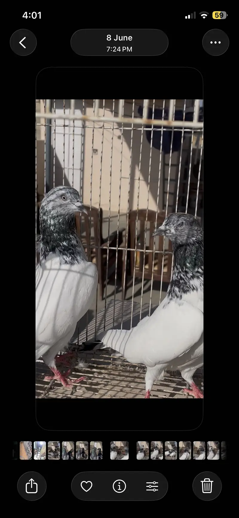Piegon — photo 4