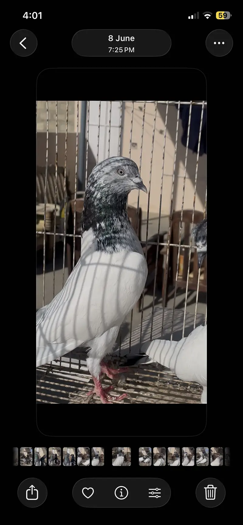 Piegon — photo 5