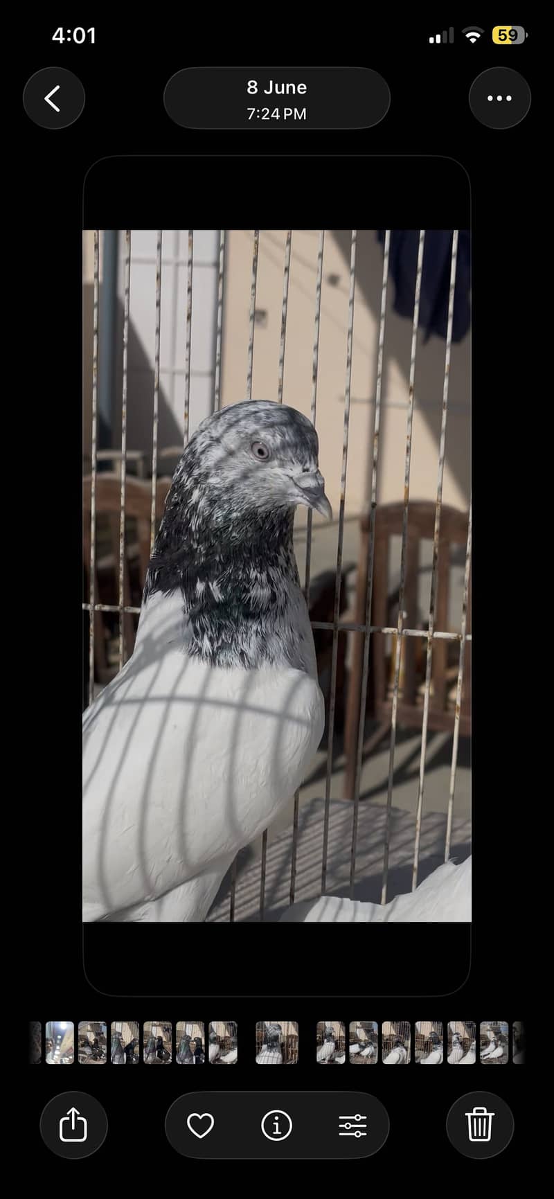 Piegon 5