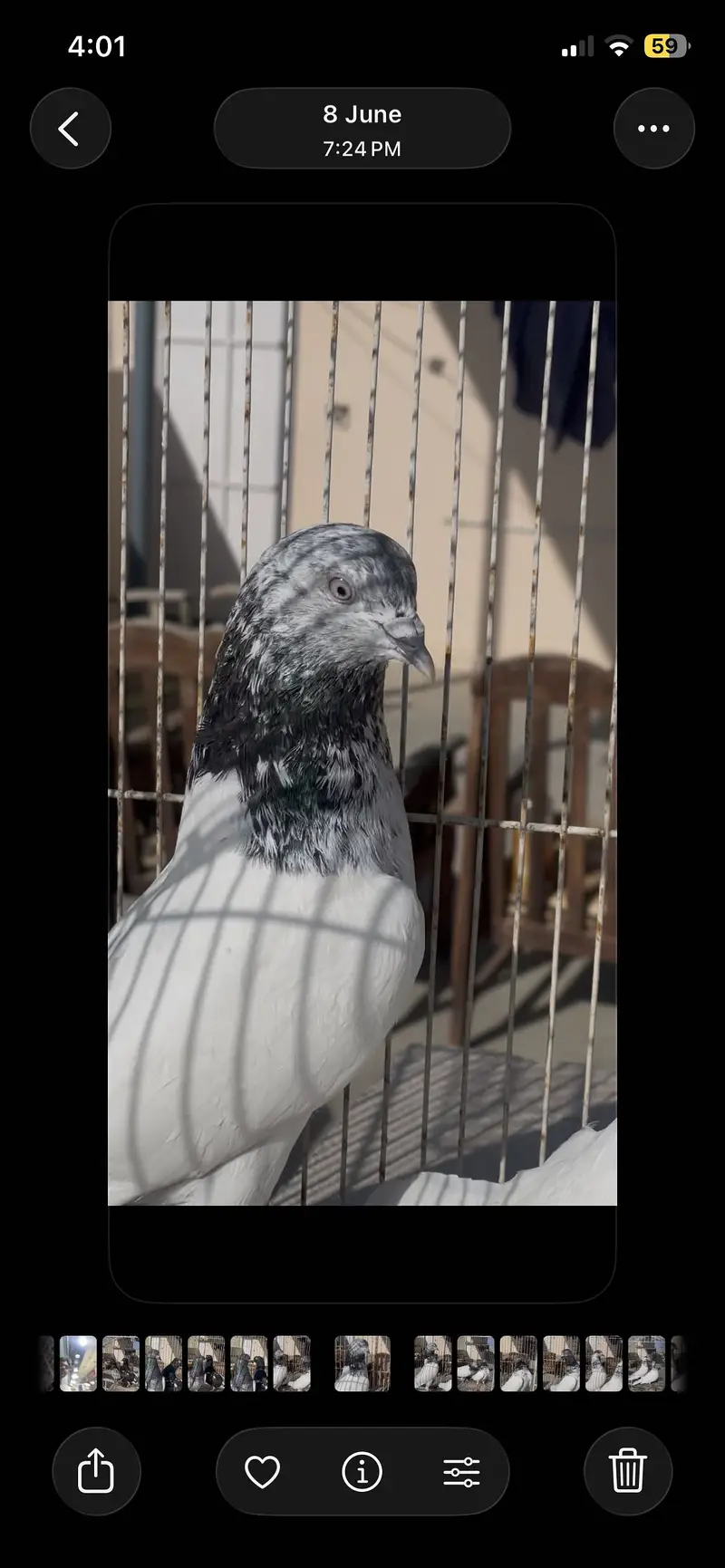 Piegon — photo 6
