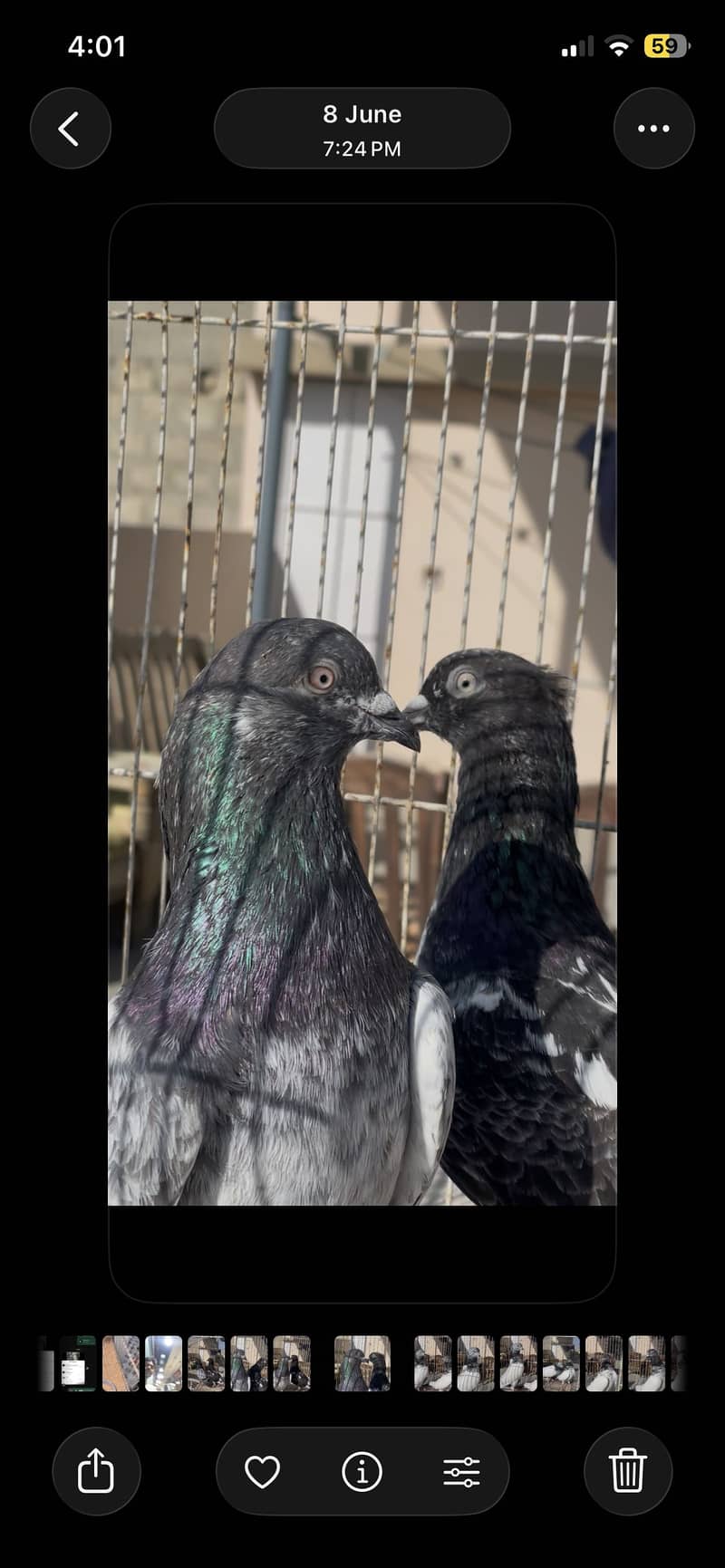 Piegon 6