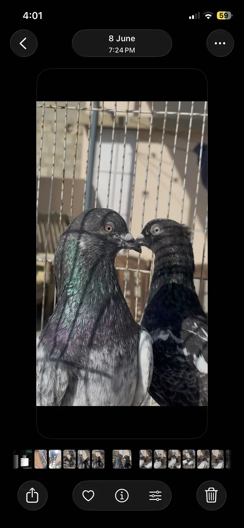 Piegon — photo 7